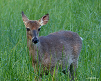 White Tail Deer (Smoky Mtns)