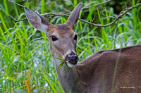White Tail Deer (Florida)