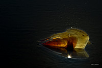 Sea Shells backlit with natural light