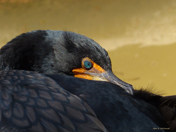 Cormorant with Emerald eyes.