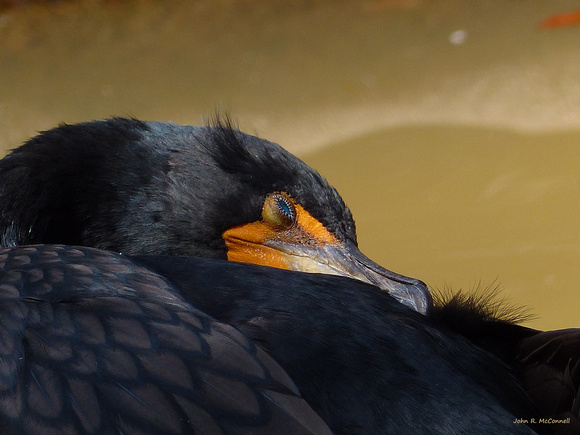 Snoozing Cormorant