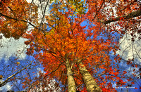 Photo Art - Fall foliage in North Carolina