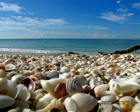 Shells & Sea Life