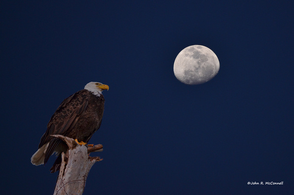 Eagle and moon rise